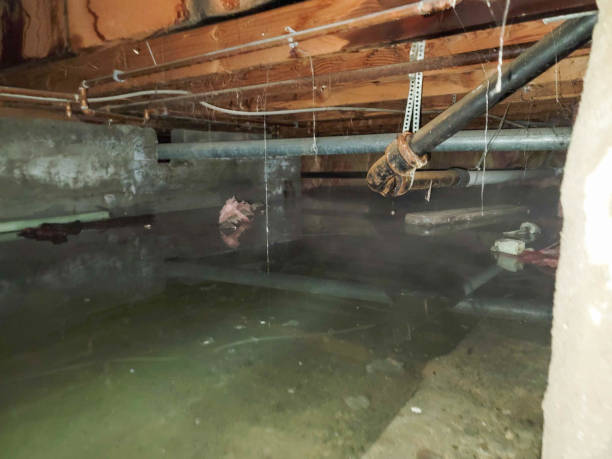 Best Carpet water damage restoration  in , FL