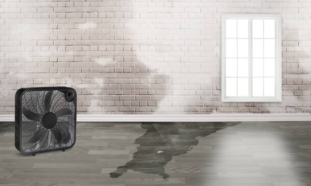 Best Water damage repair service  in , FL