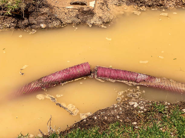 Best Flood damage cleanup  in , FL